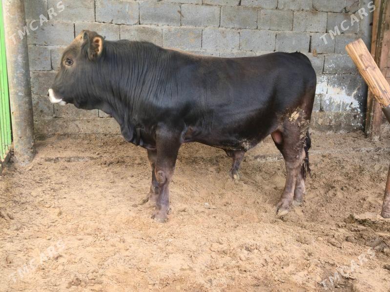 okuz - Кипджак - img 1