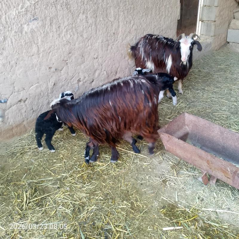 3 sany owlakly geci - Bäherden - img 1