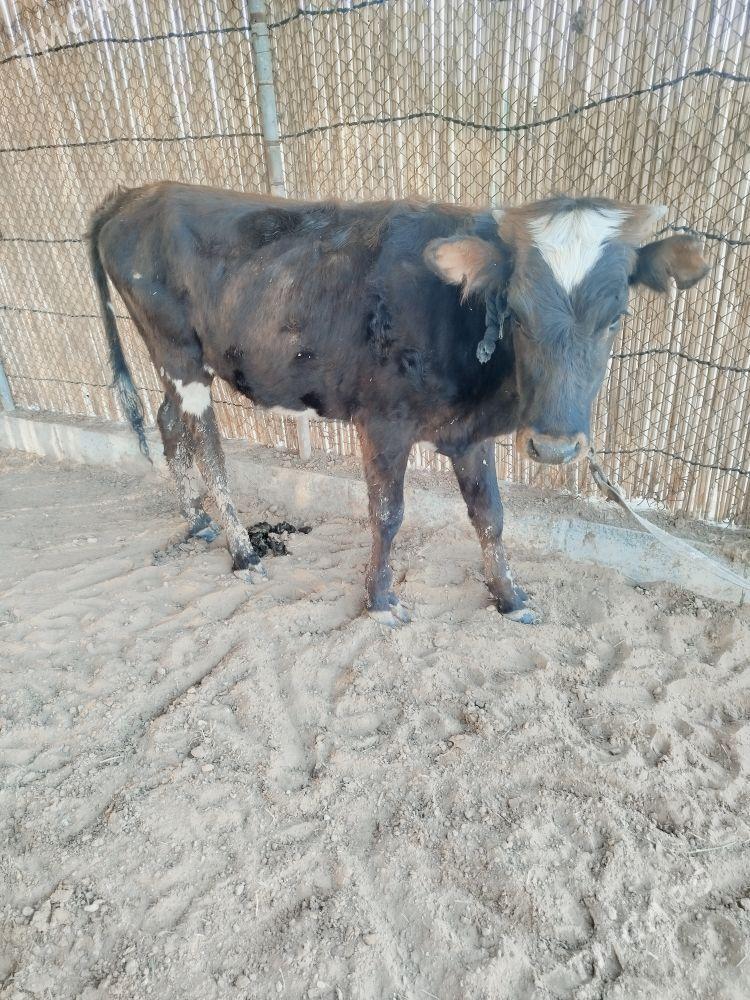 guljun - Сакарчага - img 1