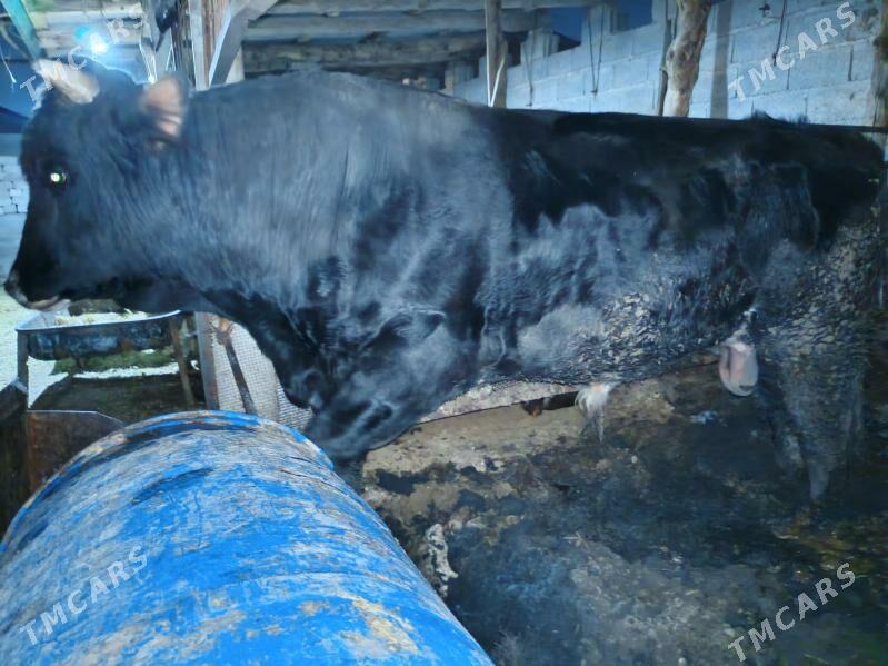 okiz - Бахарден - img 1