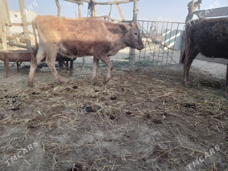 tuwe ökuz - Bäherden - img 1