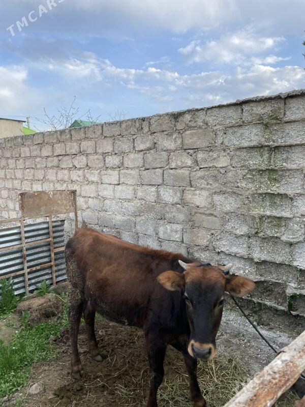 Tuwe - Бузмеин - img 1