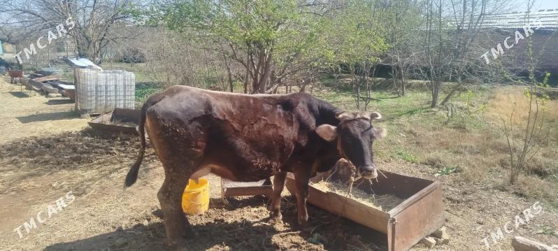 Göleli sygyr - Kaka - img 1