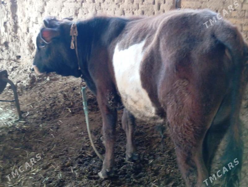 Öküzler - Mary - img 1