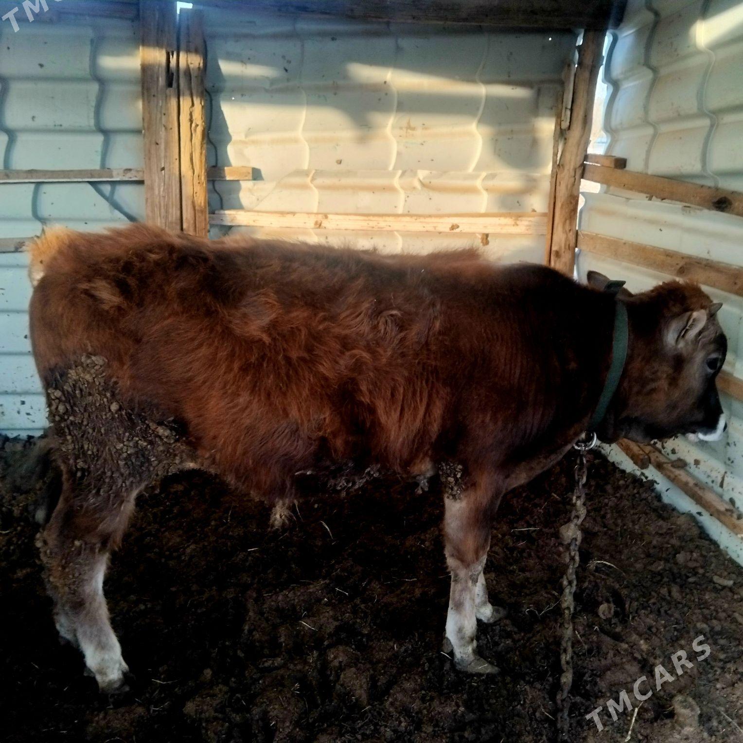 okuz swes - Мары - img 1