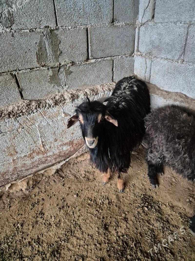 cebis - Herrikgala - img 1