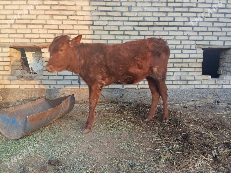 gulajyn. - Mary - img 1