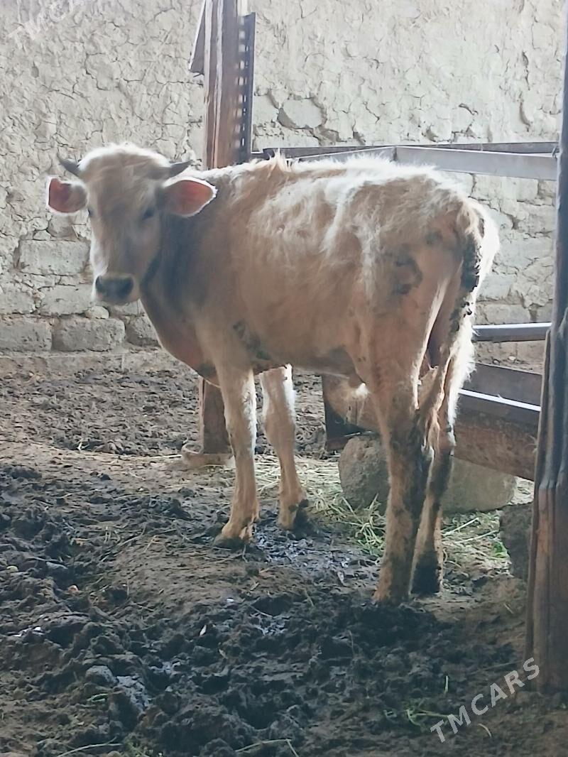 arzan okuz - Херрикгала - img 1