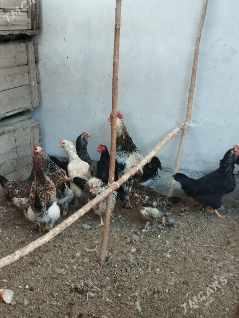 BRAMA BROÝLER HORAZ TOWUKLAR - Türkmenabat - img 1