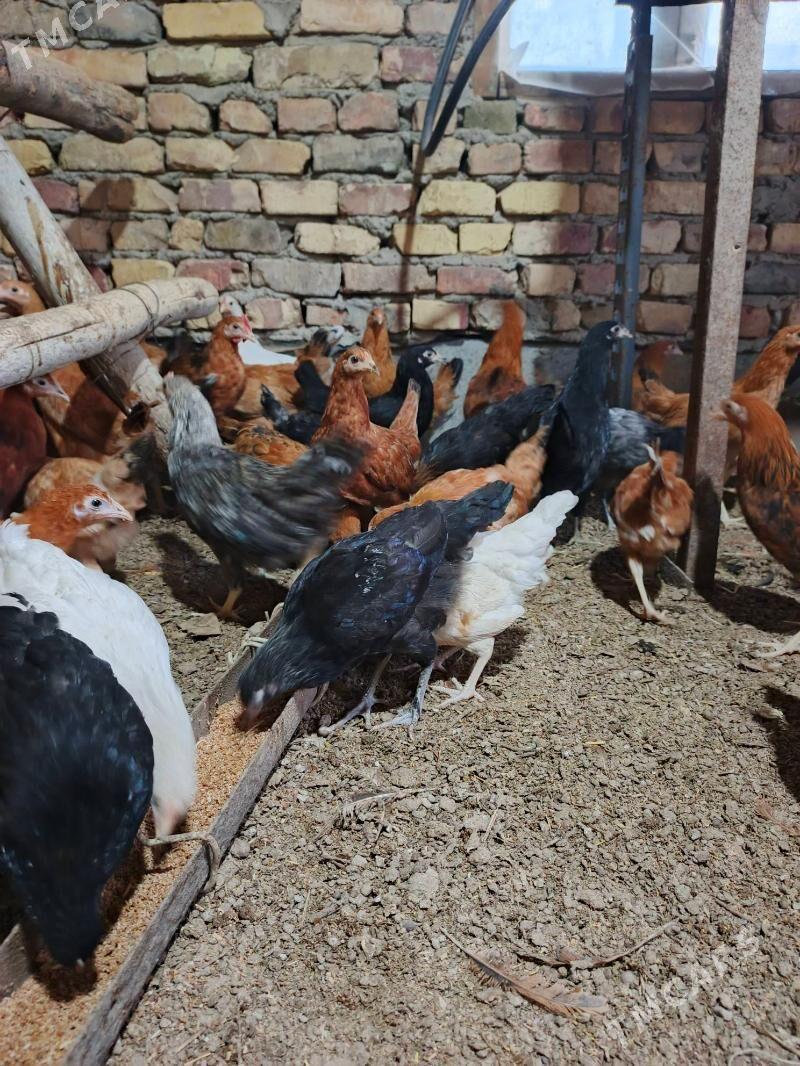 towuk juyje - Туркменабат - img 1