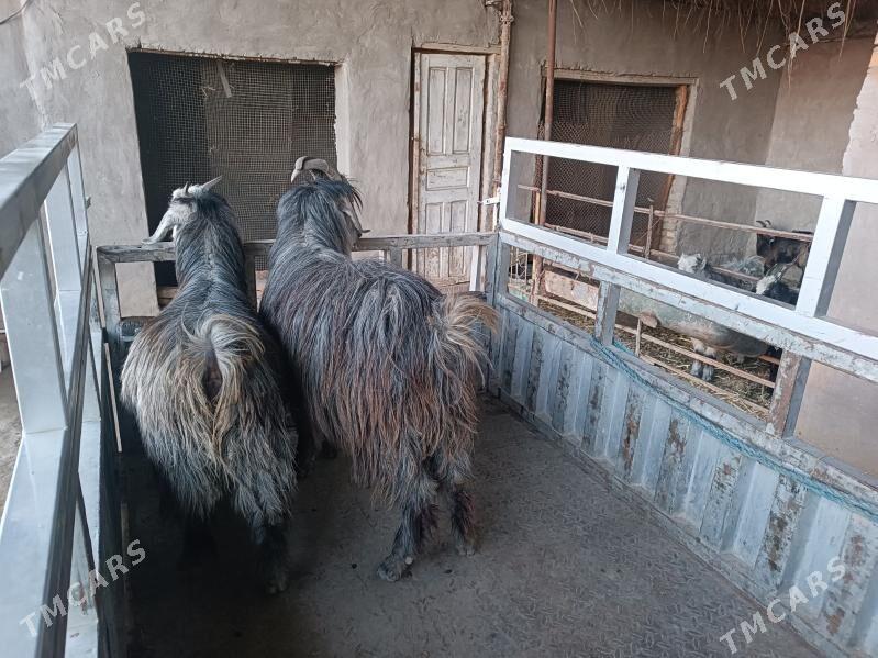 teke we geci - Farap - img 1