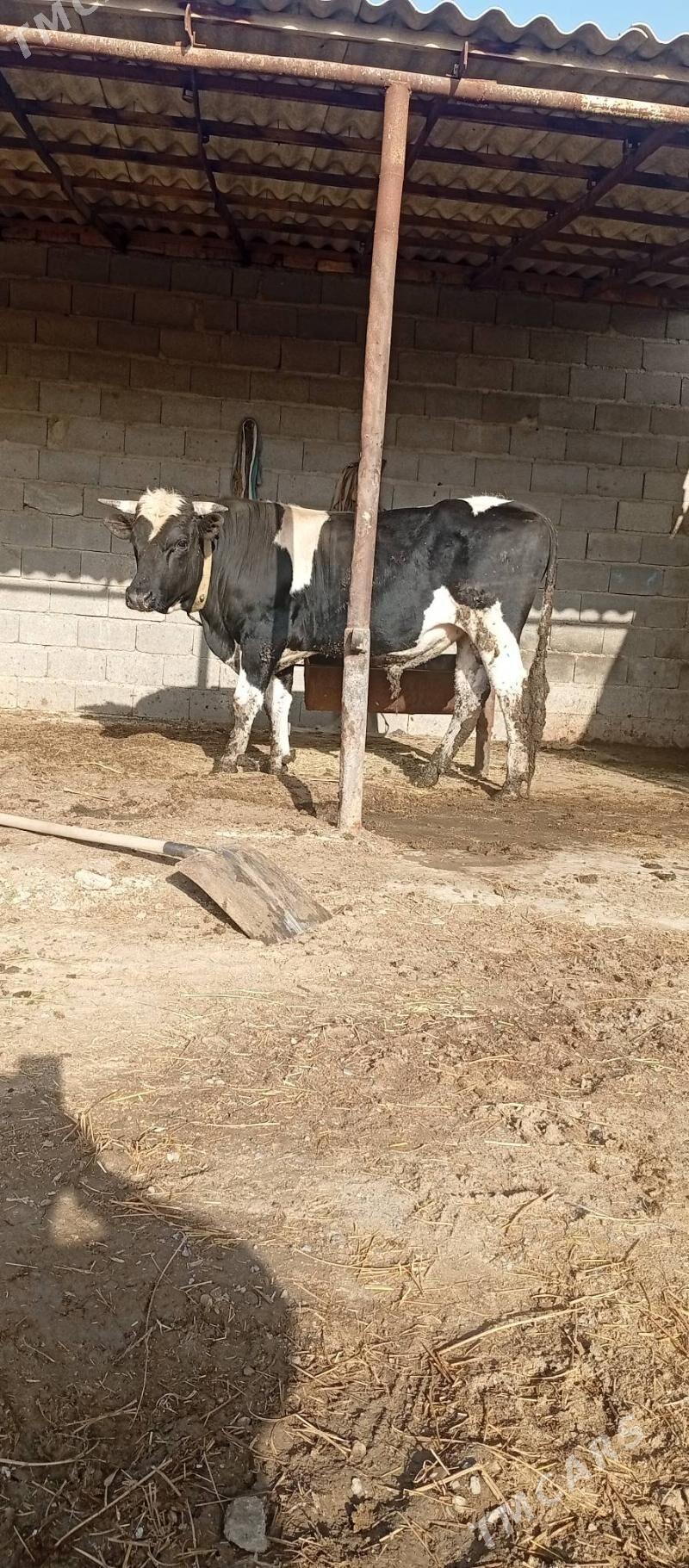 gibrit okuz - Бахарден - img 1