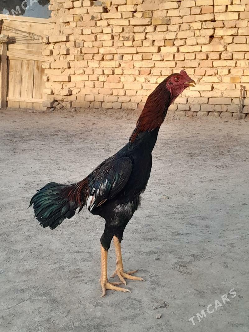 horaz - Mary - img 1