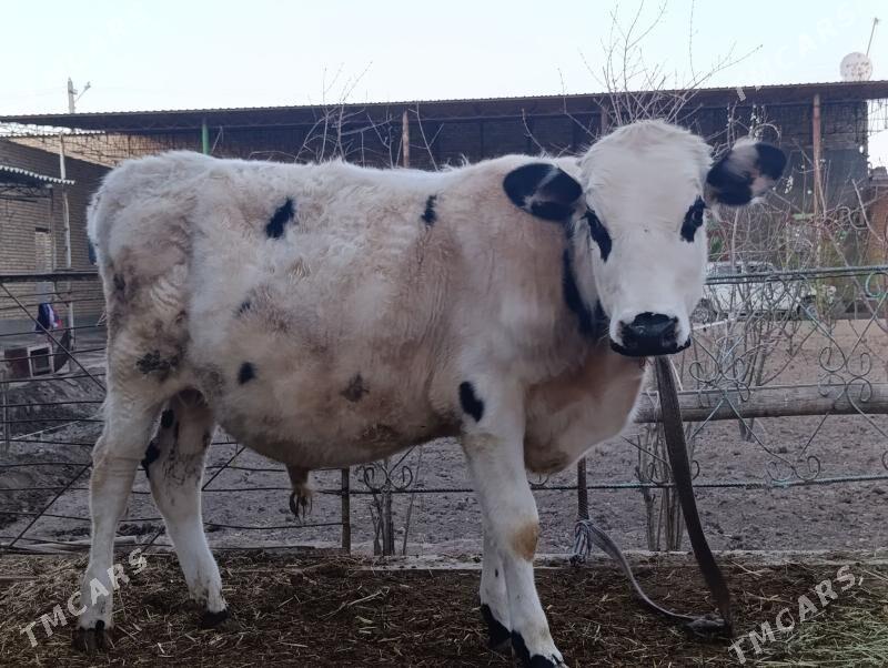 Okuz - Çärjew - img 1