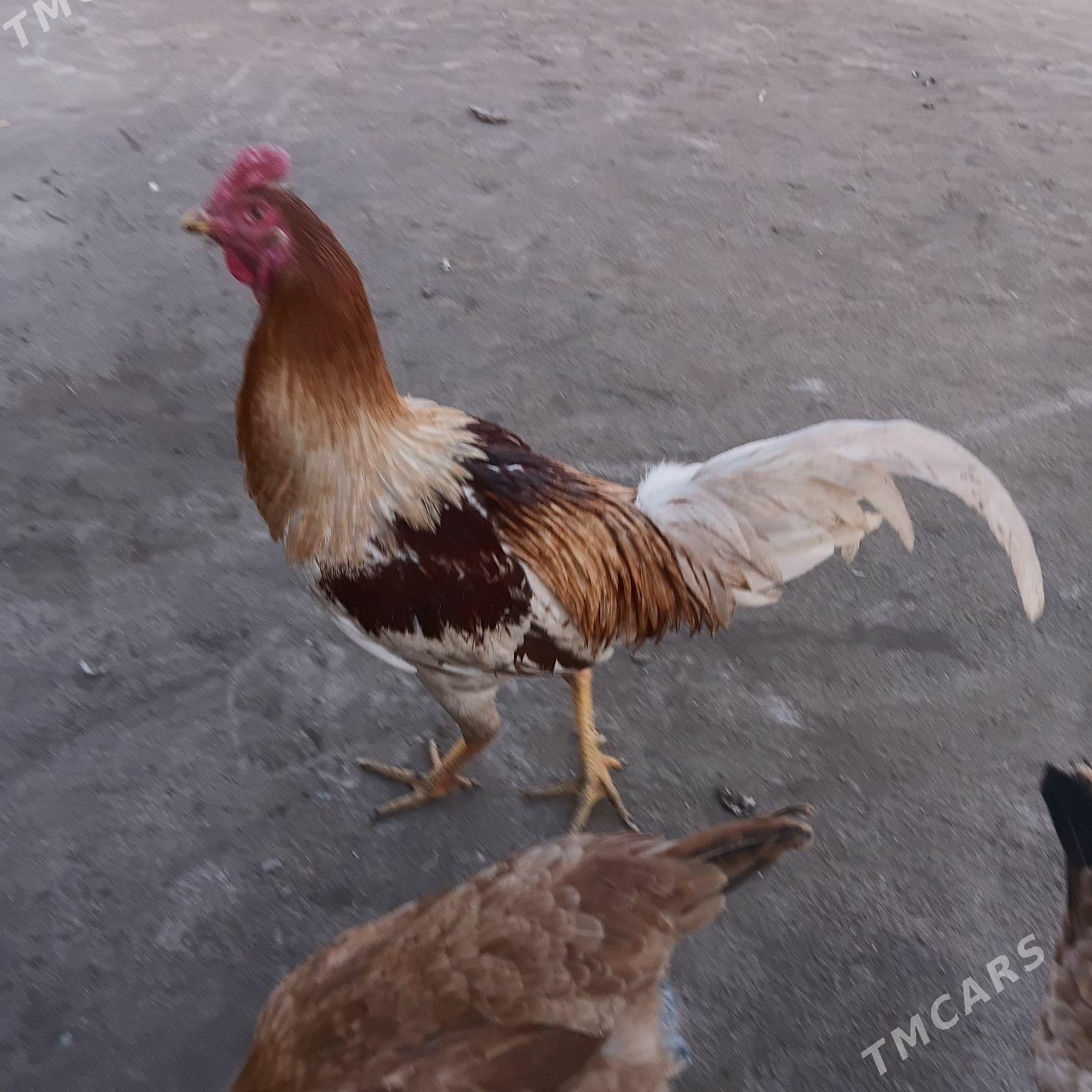 horaz baysow - Чарджоу - img 1