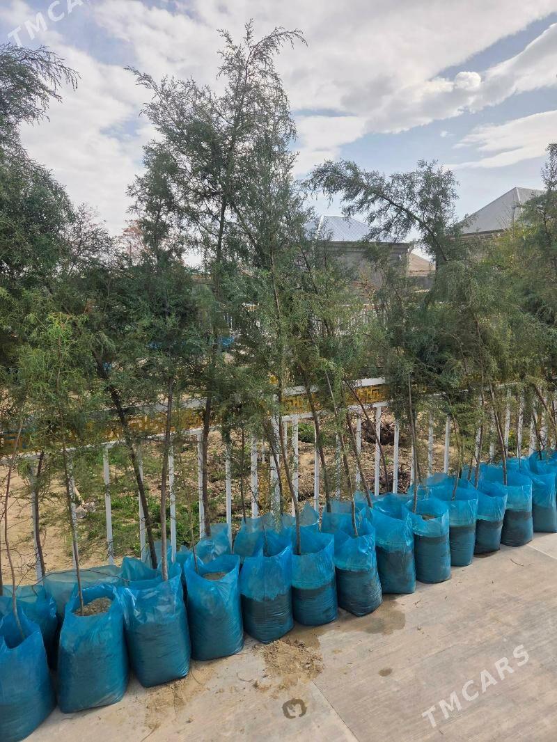 BAGLAR ARIZONSKI - Bäherden - img 1