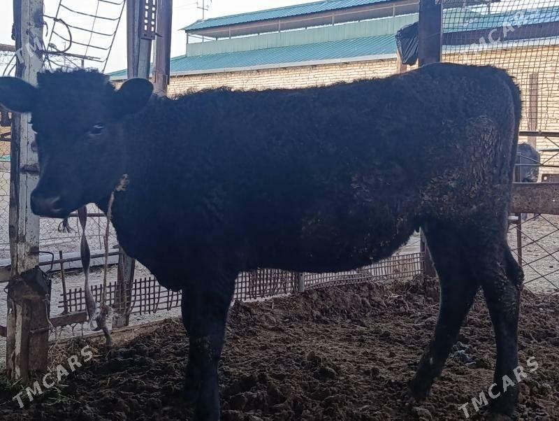 unajym - Çärjew - img 1