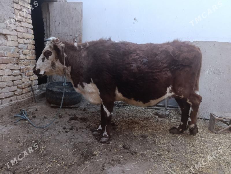 SYGYR - Daşoguz - img 1