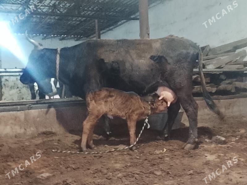 Goleli sygyr - Туркменабат - img 1