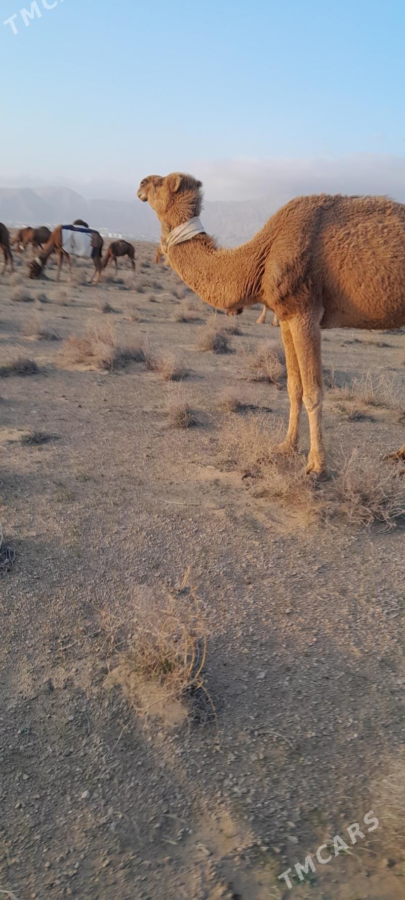 Duye - Balkanabat - img 1