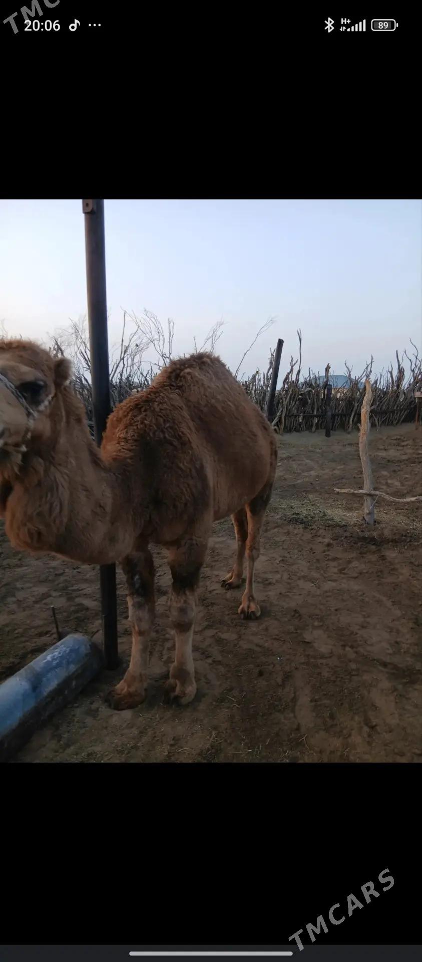 Duye - Чоганлы - img 1