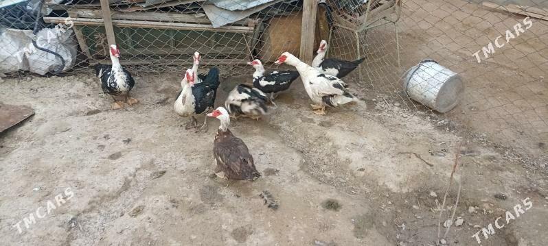 ordek - Änew - img 1