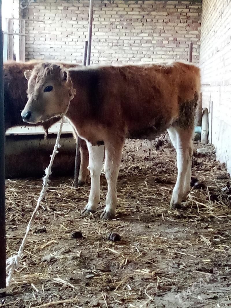 Tohum Öküzler 2 Sany 7 aýlyk - Gökdepe - img 1