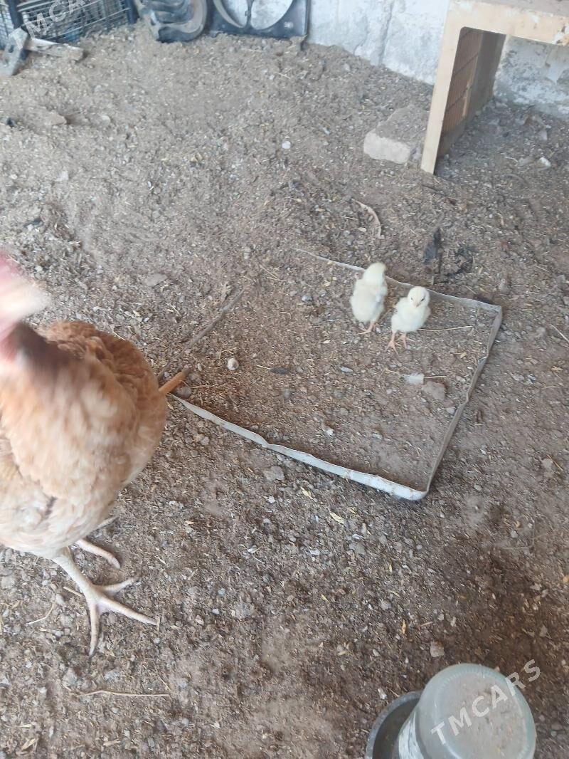 bayes juyjeli towuk - Джебел - img 1