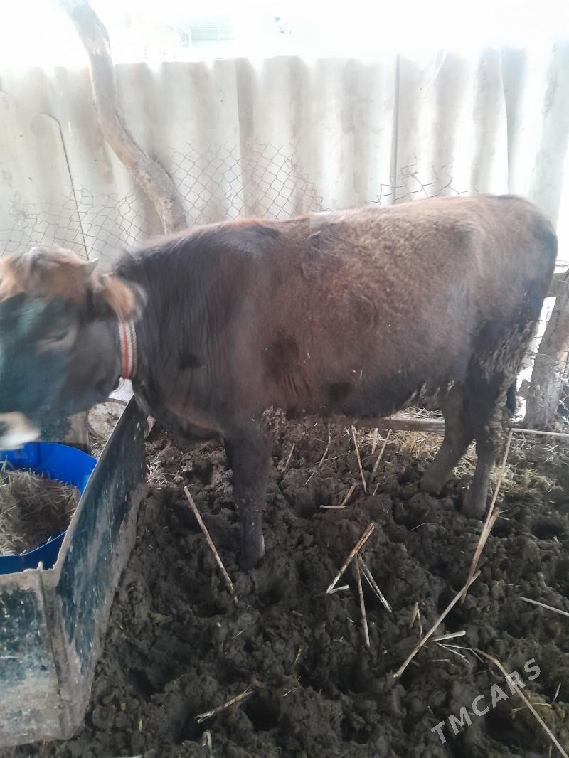 Gulajyn mal gole - Sakarçäge - img 1