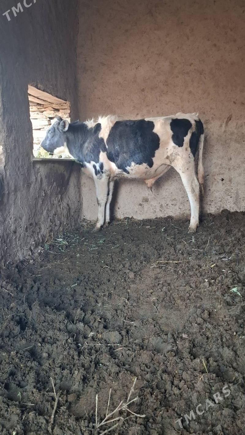 ÖKÜZ - Бахарден - img 1