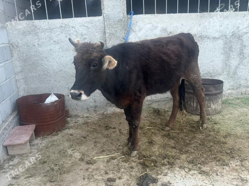 tohum tuwe - Ak bugdaý etraby - img 1