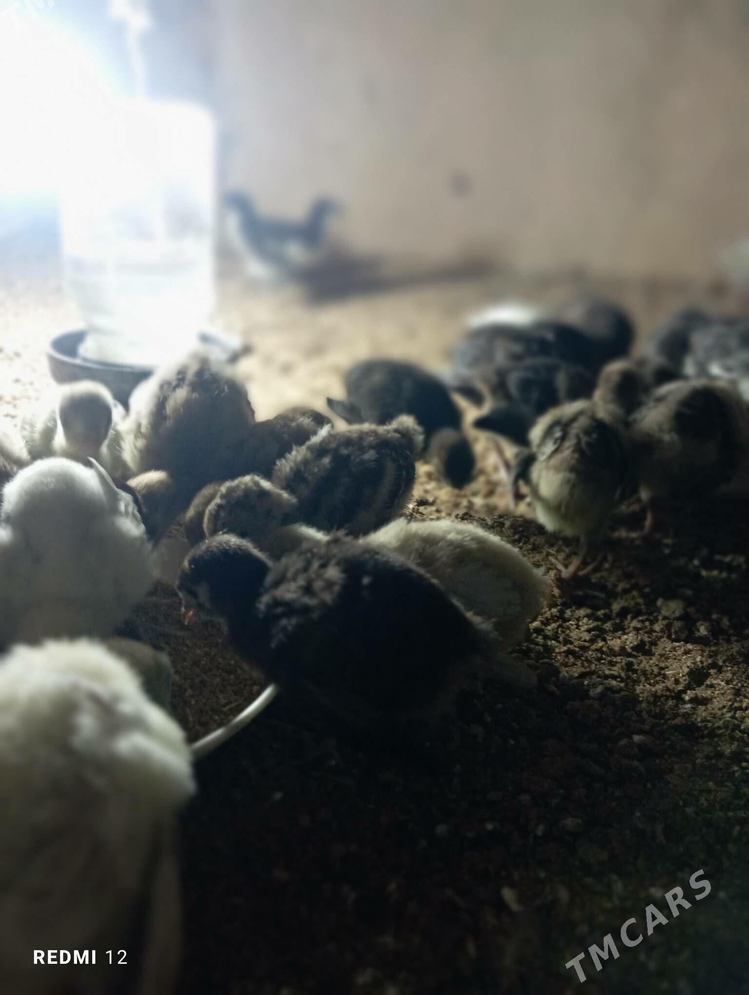 induk juje - Мары - img 1