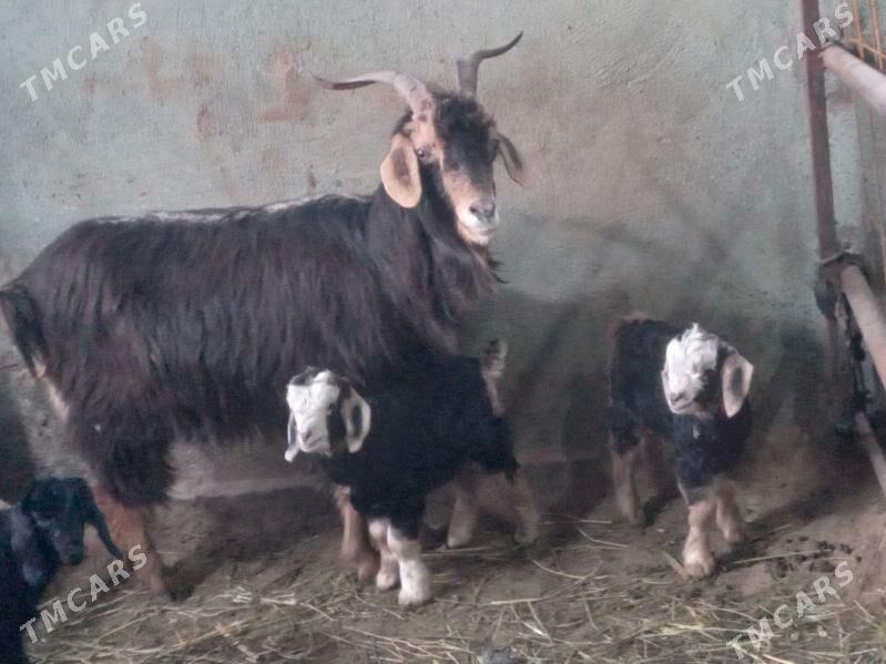 ekiz owlakly geci - Бузмеин - img 1