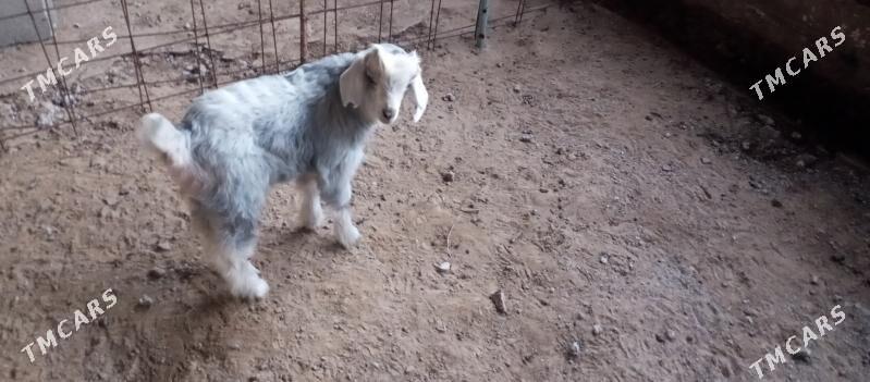 owlakly geci - Гызыларбат - img 1