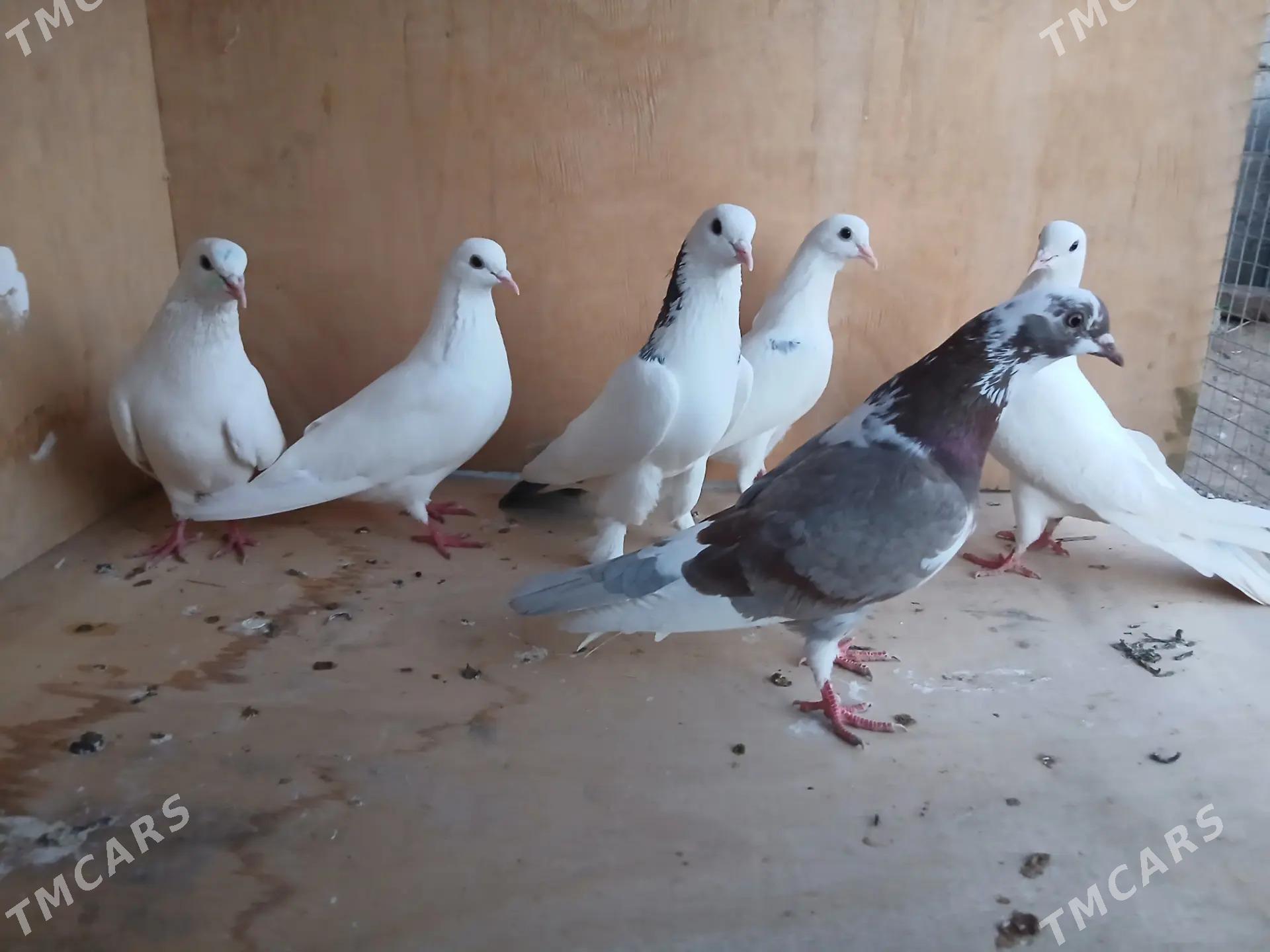 kepderi - Теджен - img 1