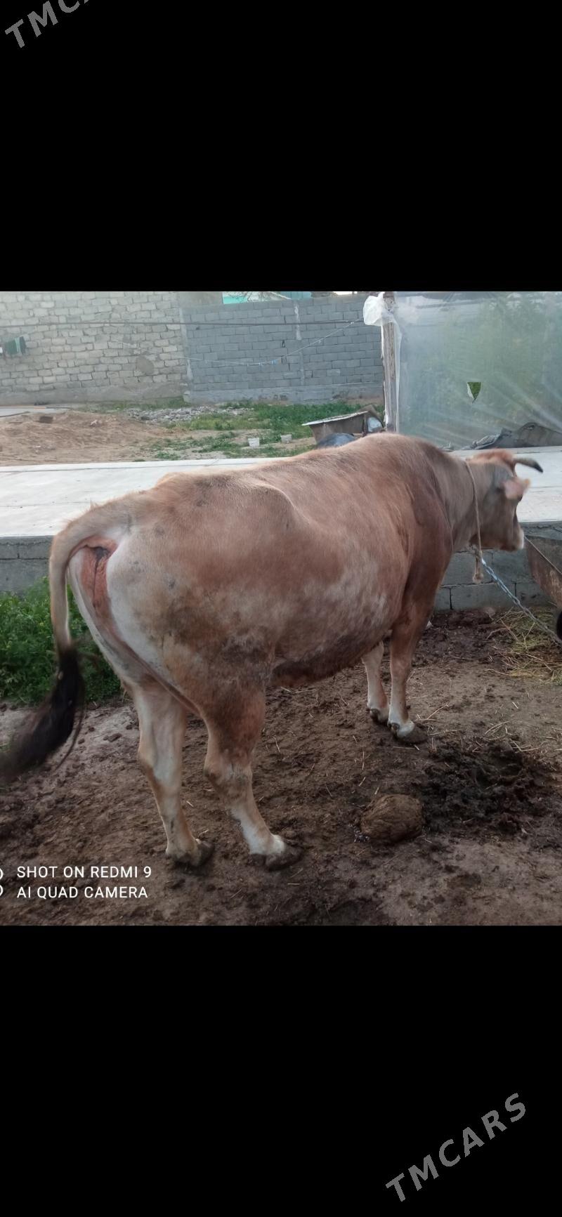 sygyr - Бузмеин - img 1