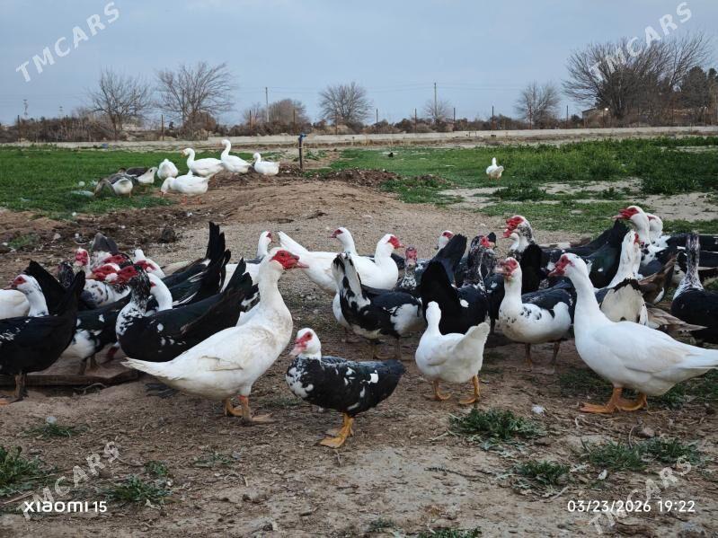 indautga horazy satlyk - Gökdepe - img 1
