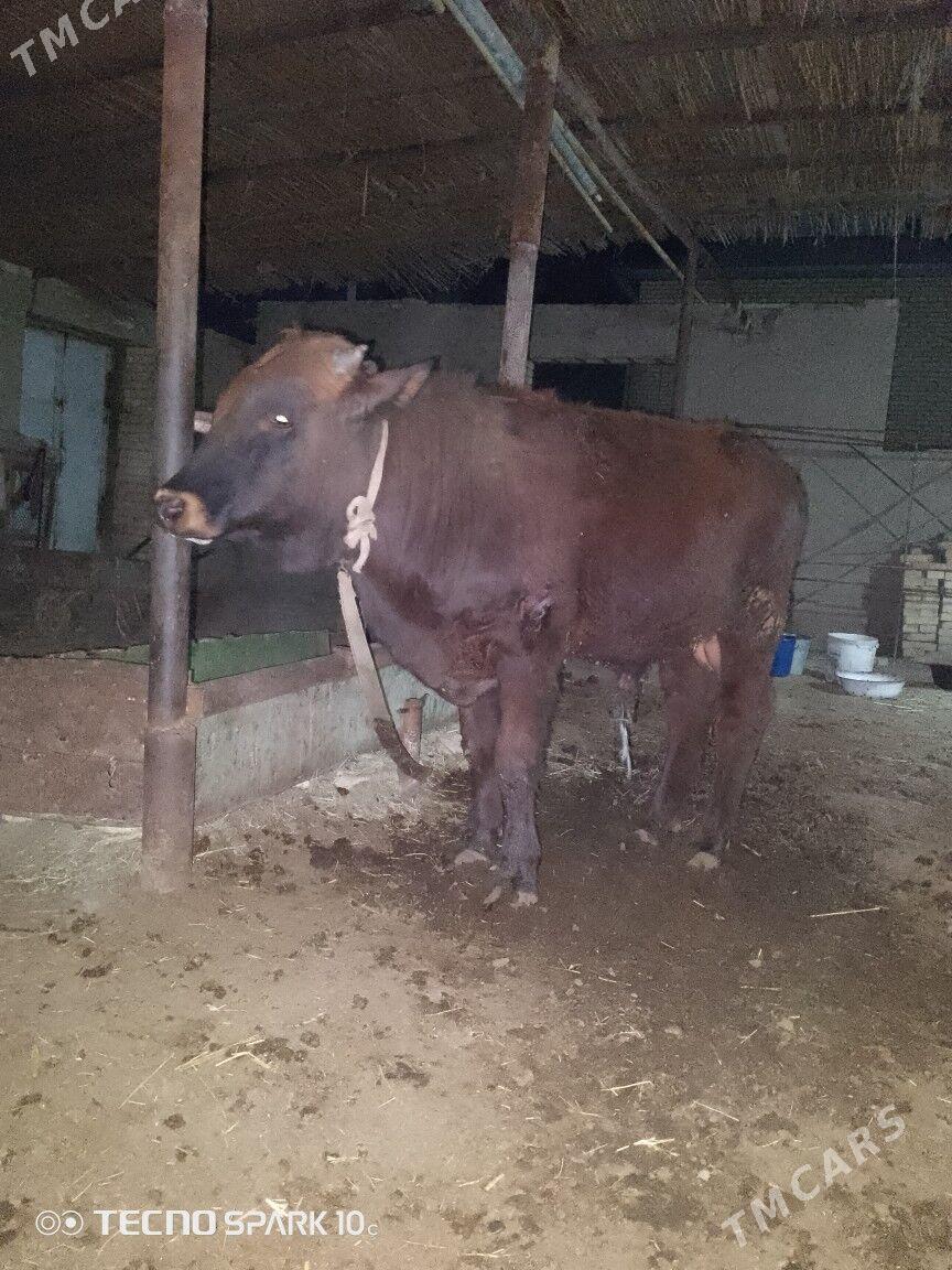 Öküz . - Baýramaly - img 1