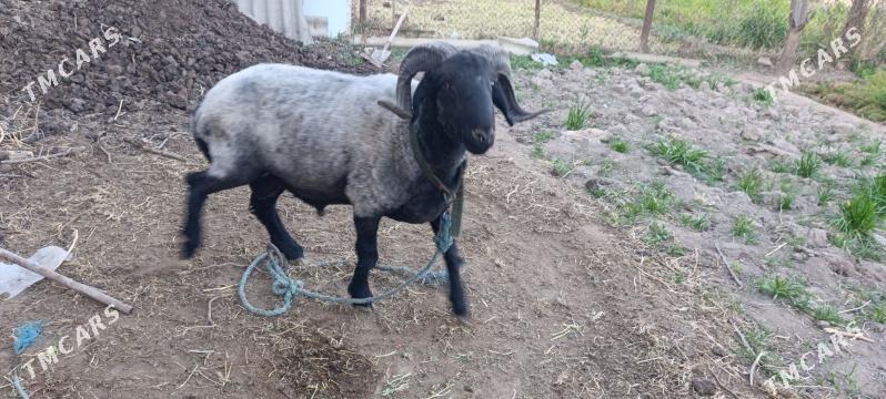 Кочкар боес - Туркменабат - img 1