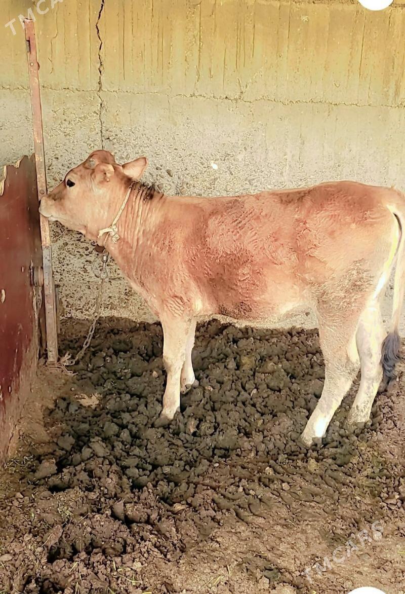 Tüwe - Änew - img 1