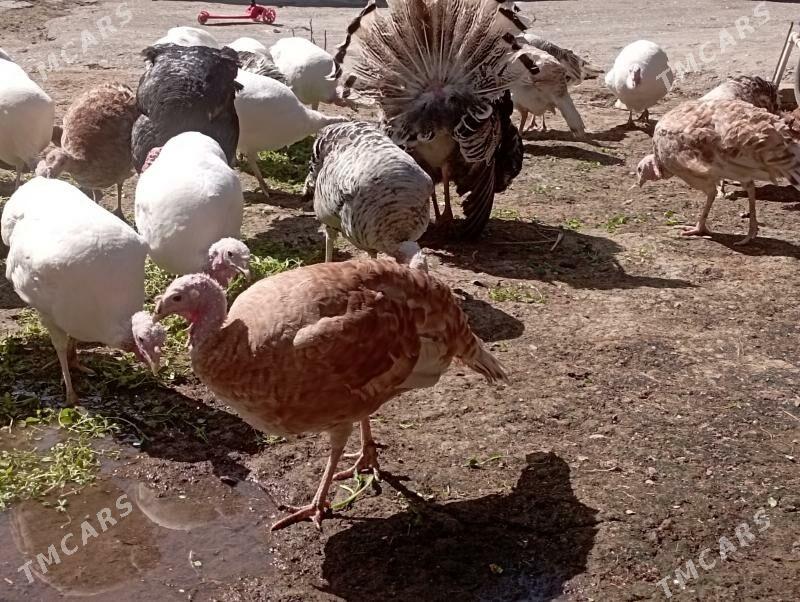 Индюк тухм - Туркменабат - img 1