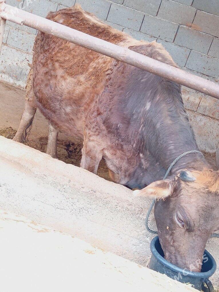 göleli sygyr - Bäherden - img 1