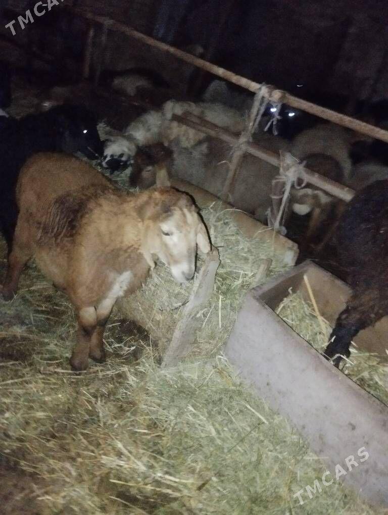 kockar kuzular - Türkmenabat - img 1