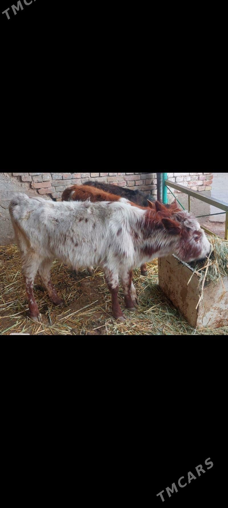 Tuwe - Änew - img 1