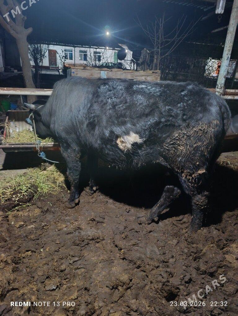 Okuz - Türkmenabat - img 1