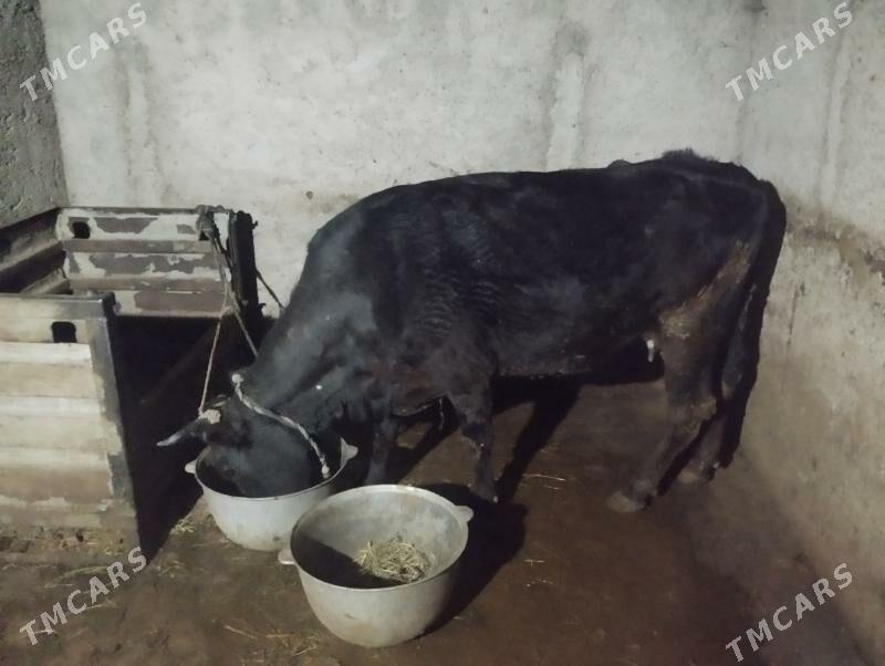 simintal gara sygyr gölesiz - Aşgabat - img 1