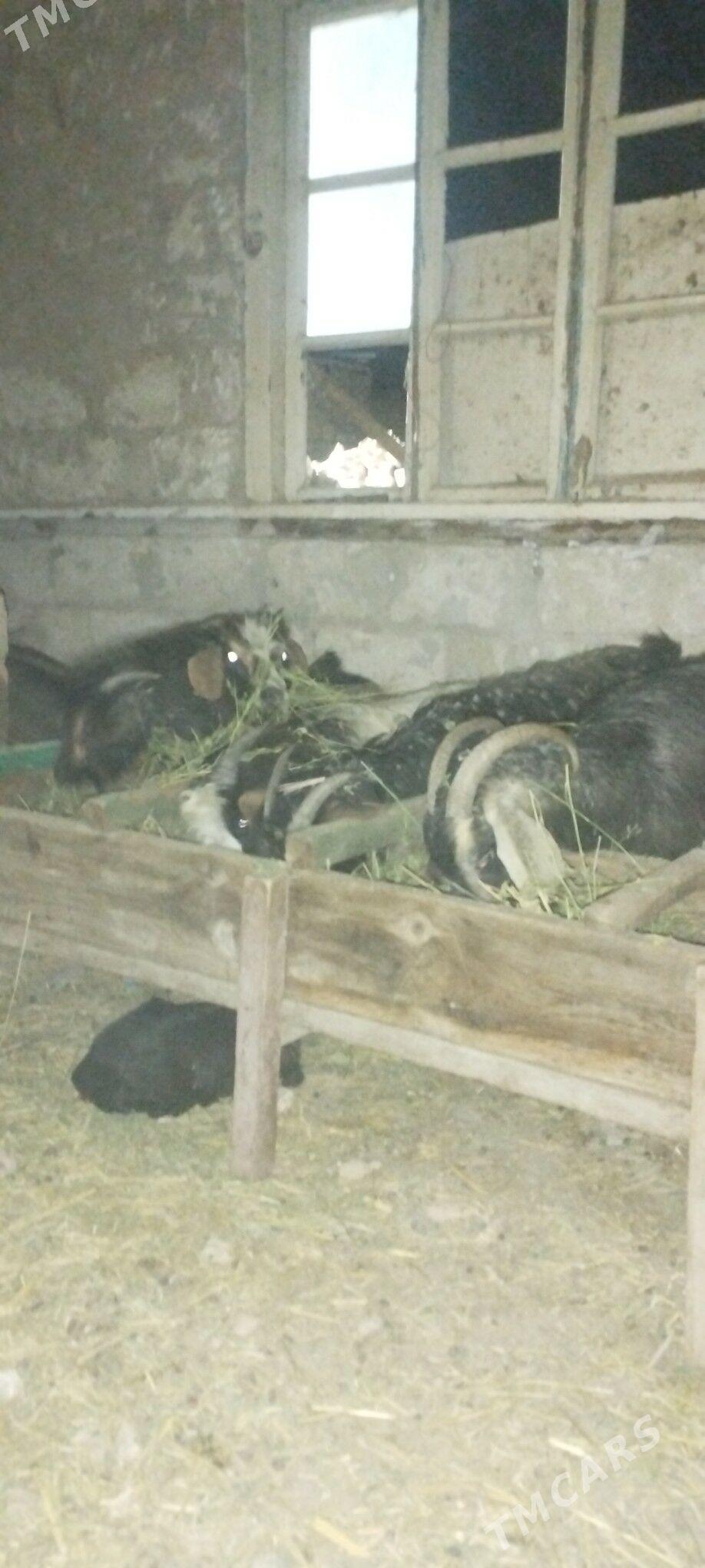 owlakly geci - Gyzylarbat - img 1