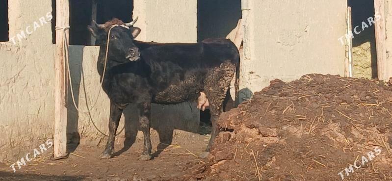 SWES GOLELI SYGYR - Бахарден - img 1