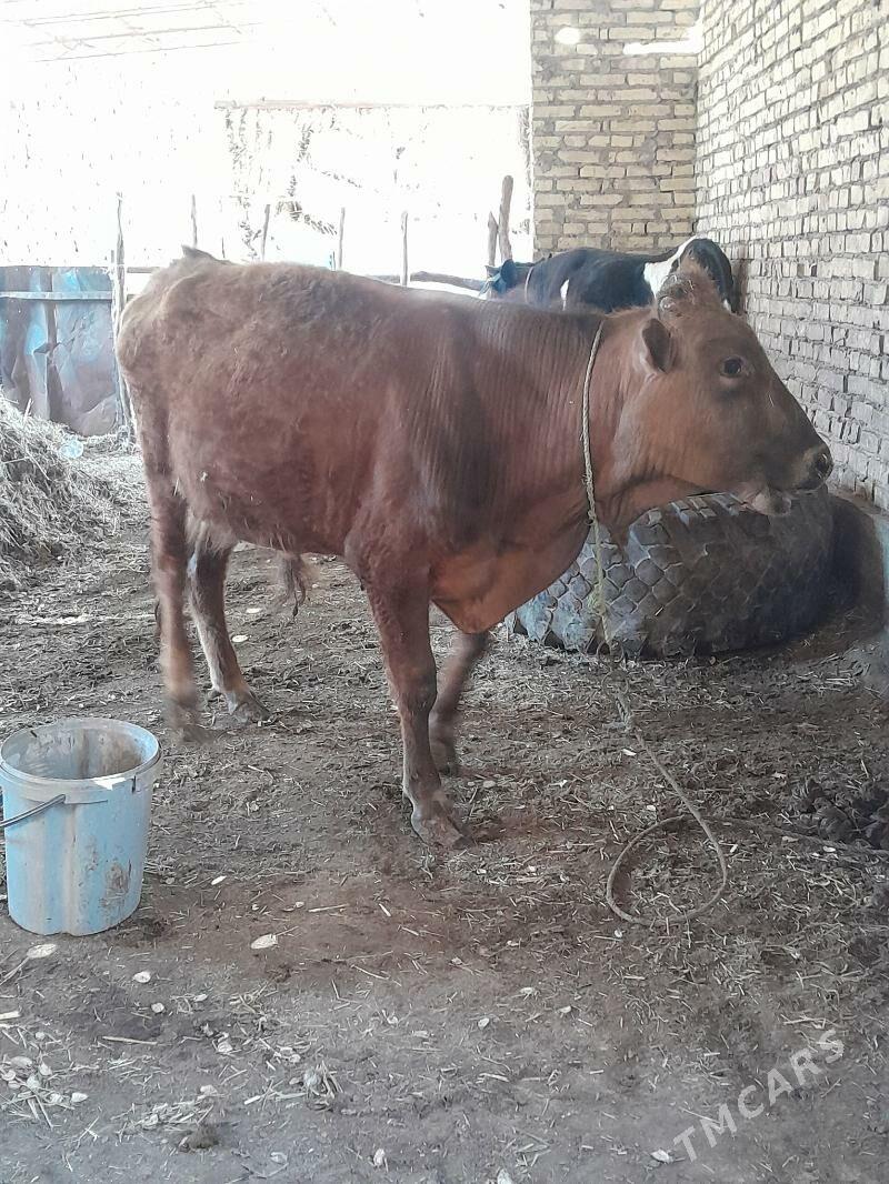 okuz - Дянев - img 1