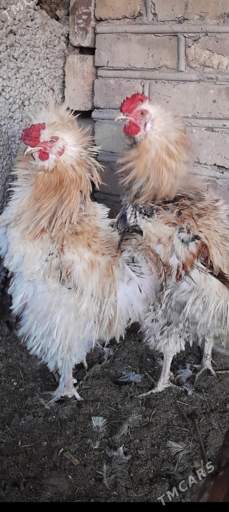 horaz kirpi - Мургап - img 1